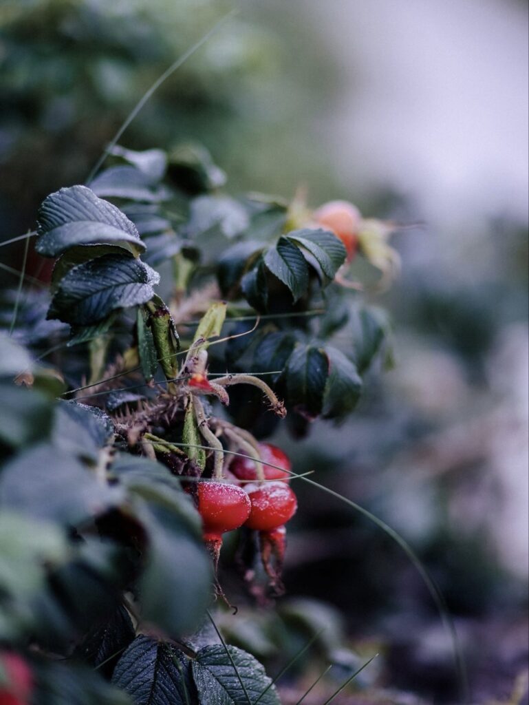 Eine Apfelrose im Tauwetter mit kleinen Eiskristallen.